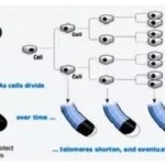 Telomeres