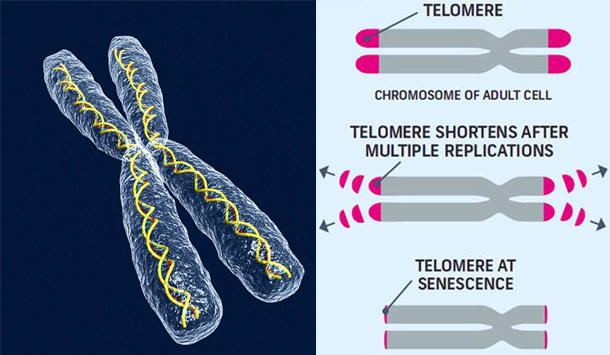 Longevity Factors Telomere Finally Know How Long Can You Live