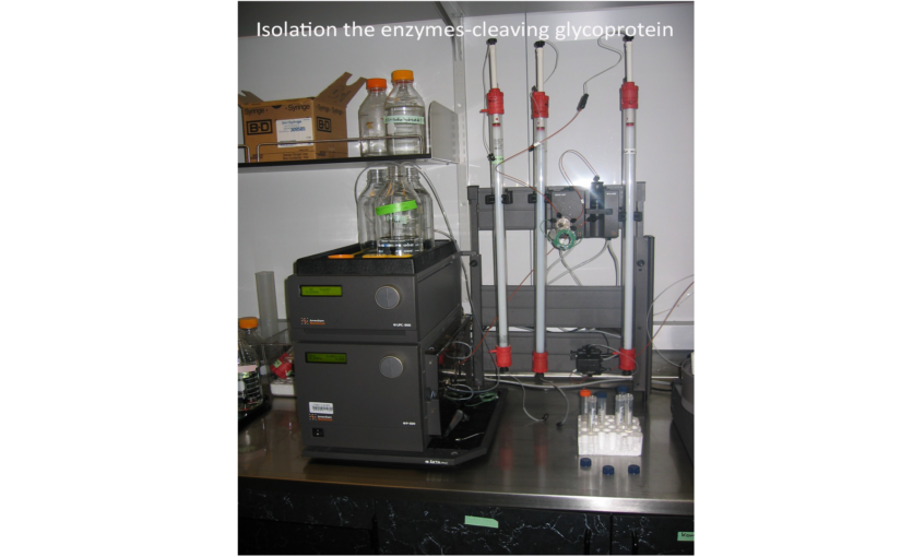 isolation-the-enzymes-cleaving-glycoprotein