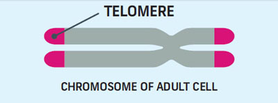 Telomere