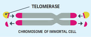 Telomere