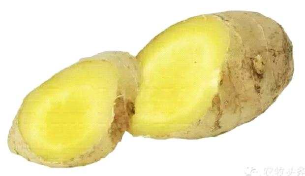 Two chunks of ginger